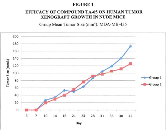 tumor growth