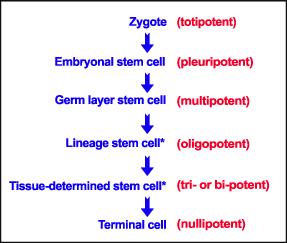 stem cell