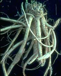 root