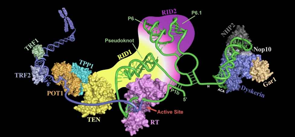 telomerase