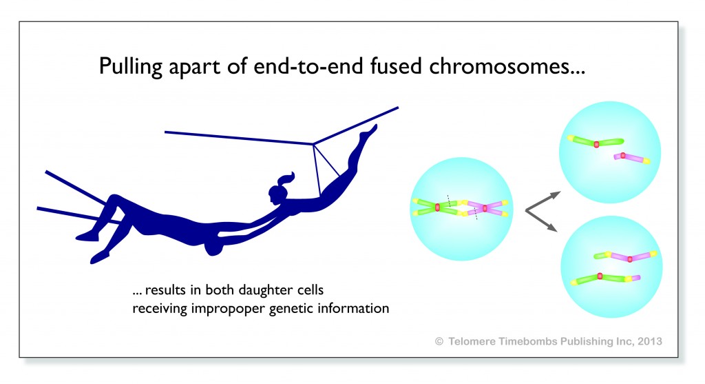 3.2 TRAPEZE CHROMOSOMES_CMYK copy