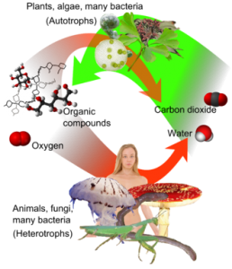 330px-auto-and_heterotrophs