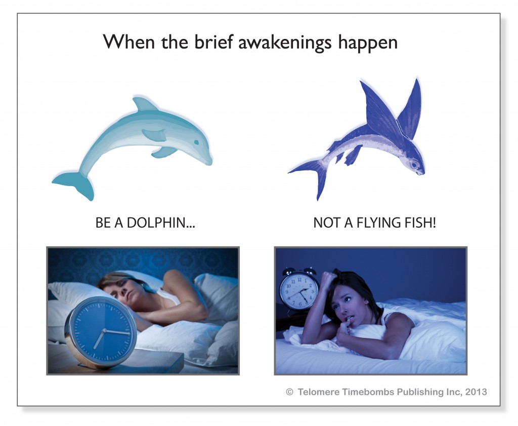 9.3 dolphins and flying fish_RGB