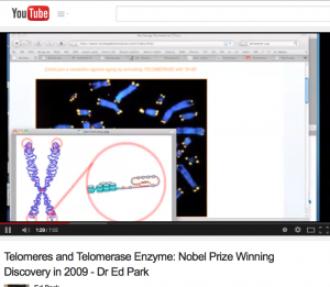 telomeres basics