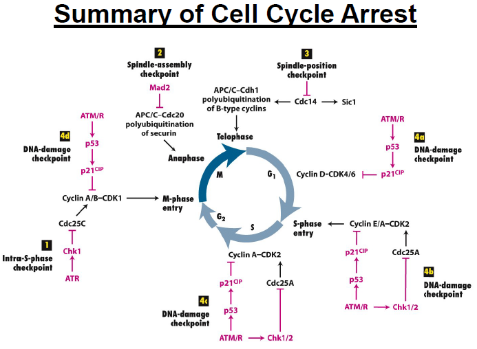 arrest1351052180805