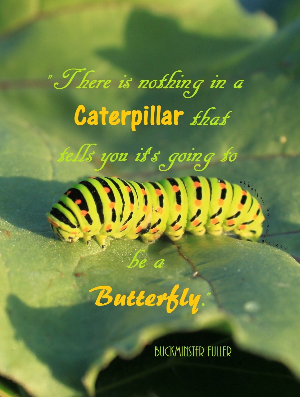 caterpillar-lepidoptera-papilionidae-buckminster-fuller-quote-chaellas-wordpress-com-12801