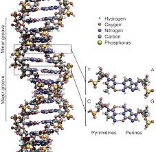 dna