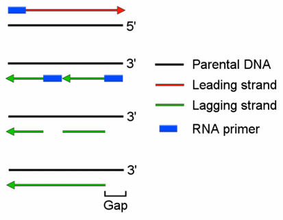 end_replication_problem