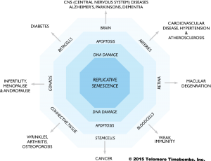 octagon._copyright