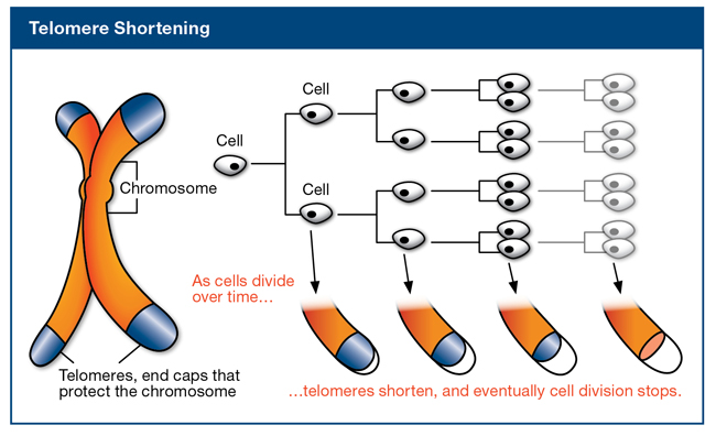 telomere-shortening