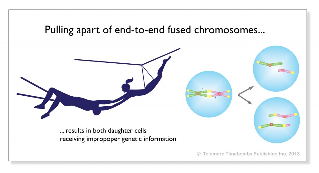 3.2 TRAPEZE CHROMOSOMES_RGB