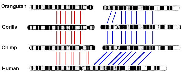 Hominid_Chromosome_3