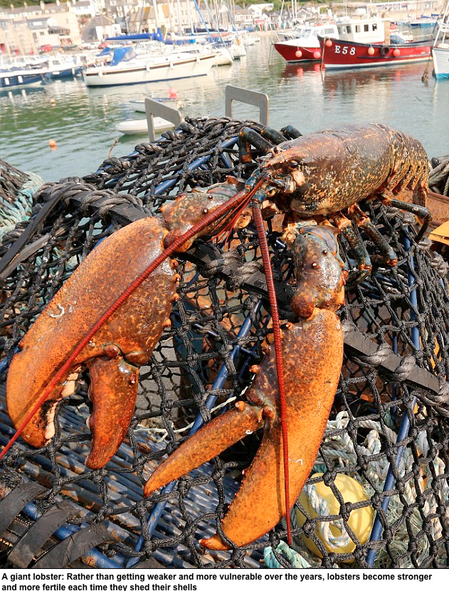 lobsters don't naturally go to heaven- they go to red lobster