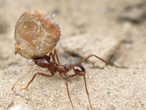 alex-wild-leaf-cutting-ant-carrying-a-sand-grain-atta-saltensis
